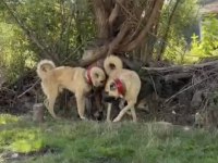 DOMUZA KURDA GARANTİLİ SÜRÜ KÖPEKLERİ