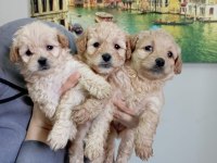 Mükemmel Kalite Maltipoo Yavrular