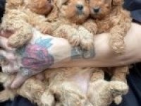 Erkek dişi toy poodle