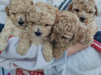 Ped eğitimli maltipoo kızımız