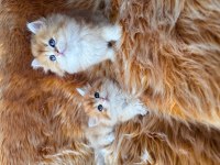 Efsane güzellikte british longhair bebeklerim