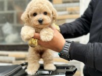 Maltipoo Yavrularım