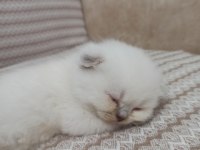 Scottish fold bebekler ilanda