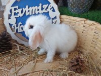 Teddy lop tavşanı yavruları