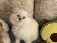 MAVİ GÖZLÜ BRİTİSH LONGHAİR