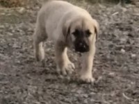 2 aylık yavru köpekler