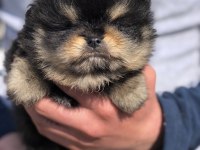 Saf kan black tan ayı surat erkek pomeranian