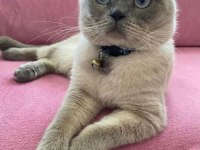 Scottish fold blue point erkek