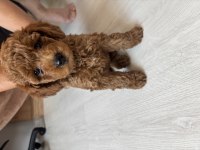 15 Haziran doğumlu Dişi toy poodle