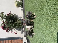 Fransız bulldog yavrular