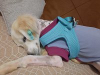 Ankara Eryaman Köpüş Golden Retriever