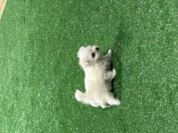 Oyuncu kore maltese erkek bebek