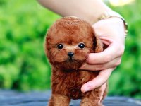 Toy Poodle Bebek Köpeklerim