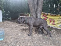 Cane corso blue köpeğimiz