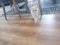 British Longhair 4 Aylık Dişi