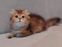 Safkan Brıtısh Golden Erkek Yavru