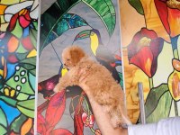 Antalya maltipoo