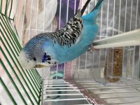 Jumbo muhabbet kuşu