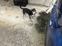 Acil Sahiplendirme Pinscher