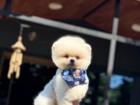 Pamuk Şekeri Pomeranian Boo