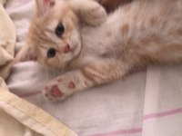 3 aylık british shorthair afancan kedim
