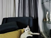 Kedimiz babamın hastalığından dolayı mecburiyetten