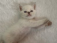 2 Aylık Scottish Fold Yavrular