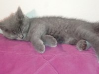 Blue British Shorthair Bebekler