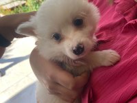 2.5 aylık yavru pomeranian boo