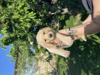 Golden Retriever Bebek Köpeklerim