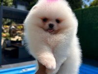 Orjinal Pomeranian Boo