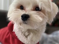 Ücretsiz Sahiplendirme Maltese Terrier Erkek