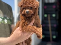Yasal ruhsatlı çiftlikden ziyarete açık kore toy poodle