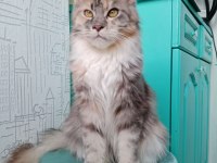 Maine coon dişi kedimiz