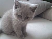ORJİNAL SAFKAN BRITISH SHORTHAIR LILAC YAVRU