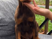 KİNG DOBERMAN YAVRULARI
