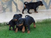 DOBERMAN YAVRULAR