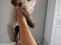 Dişi siyam kedisi powerblue eyes