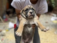 A Class Presa Canario Yavrular