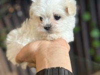 PAMUK BEBEK MALTESE