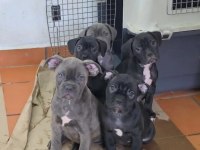 Can dostunuz Cane Corso kapıda ödeme mevcuttur
