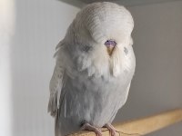ÜST VASIF SHOW JUMBO YAVRU VE DAMIZLIK MUHABBET