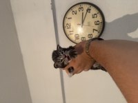 DÜNYA GÜZELİ 3 BEBEK KEDİMİZ