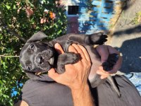CANE CORSO