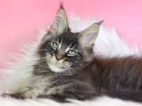 Üst kaliteli maine coon erkek orman rengi