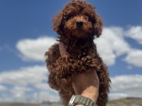 Show kalite redbrown toy poodle yavrularımız