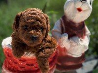Kore kanı toy Poodle yavrular