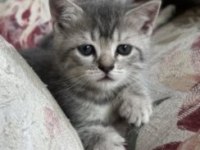 Scottish Fold British Shorthair Yavrular