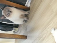 Sahiplendirme british shorthair 1 yaşında
