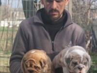 ÜST DÜZEY İNGİLİZ BULDOG YAVRULAR
